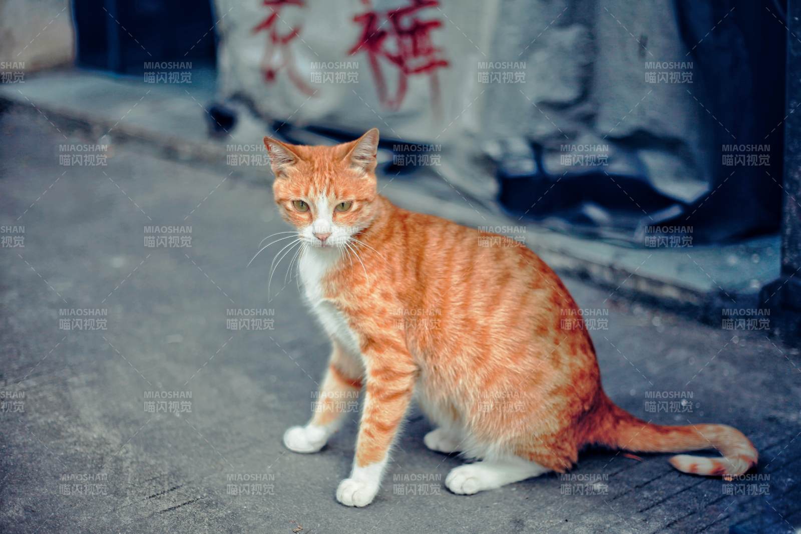 橙貓靜坐街頭