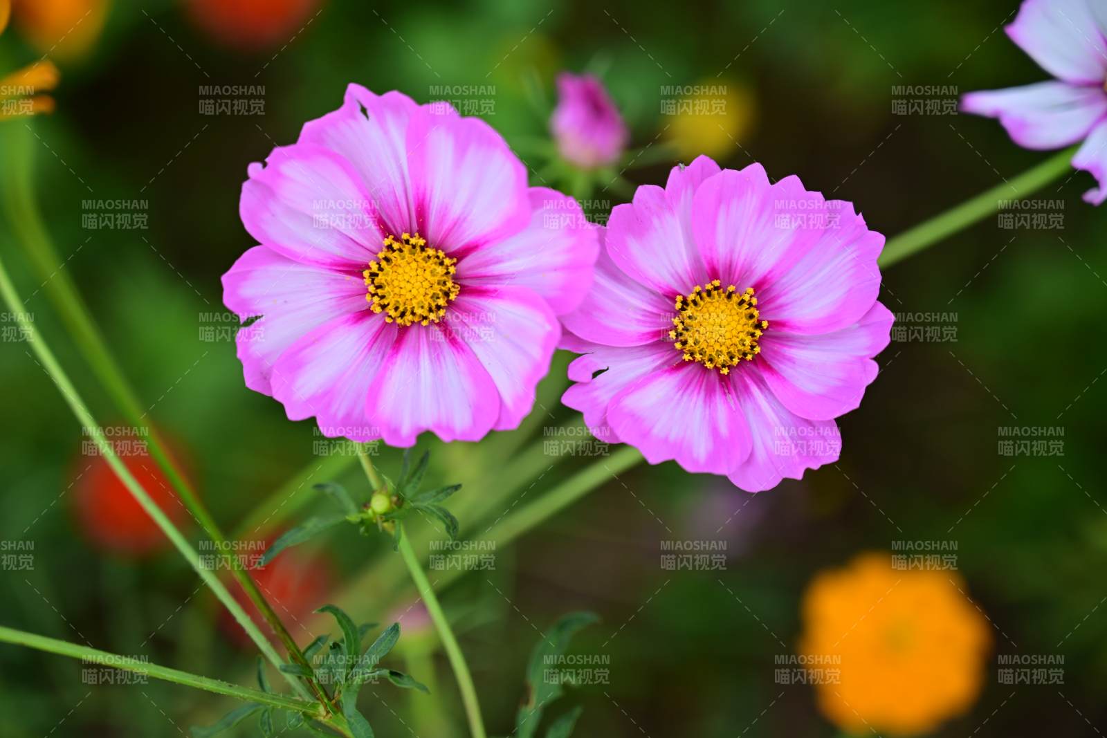 粉花綻放 春意盎然