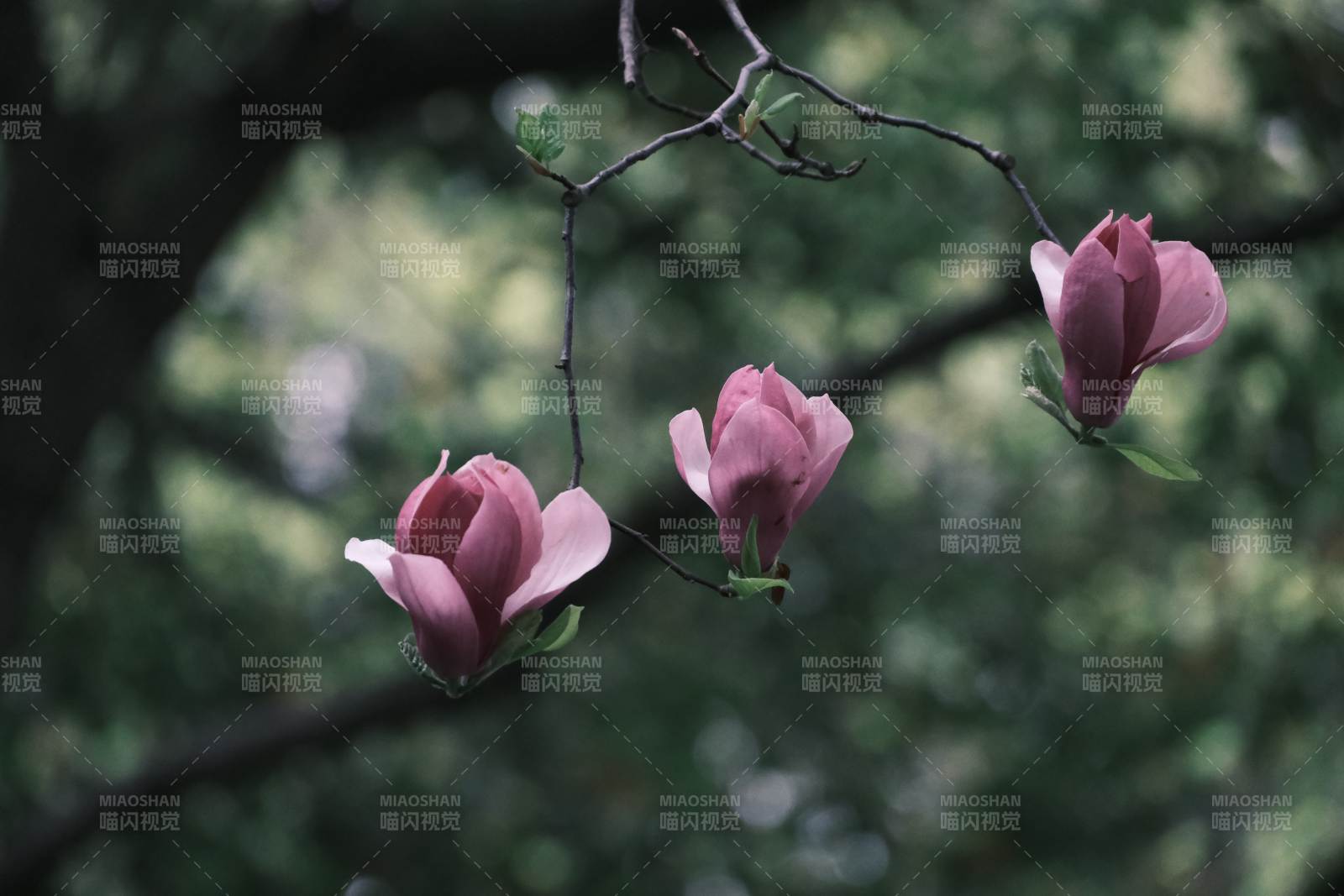 木蘭花枝頭綻放
