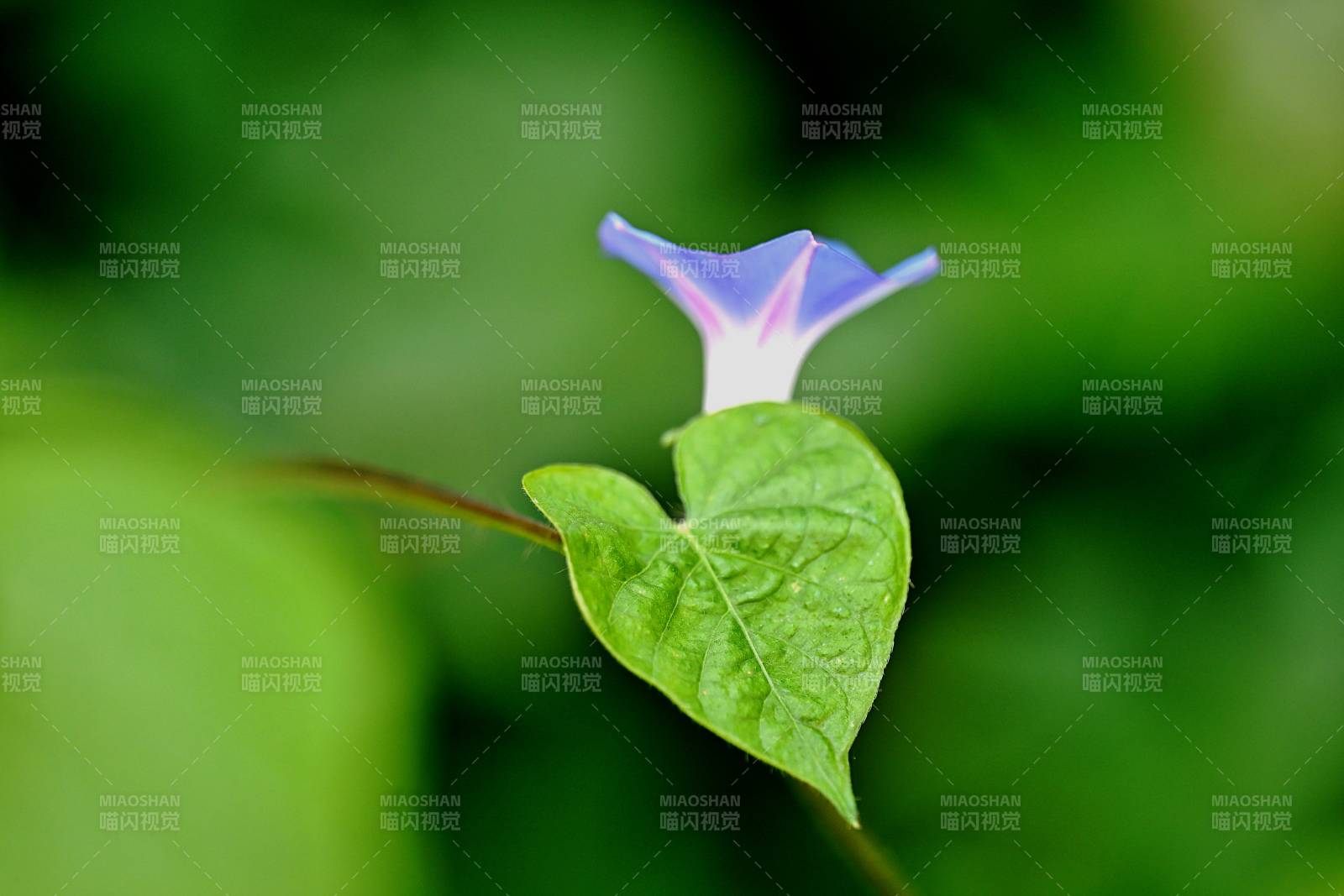 藍花綠葉相映成趣