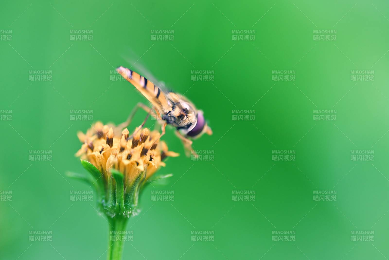 花上飛舞的蜜蜂