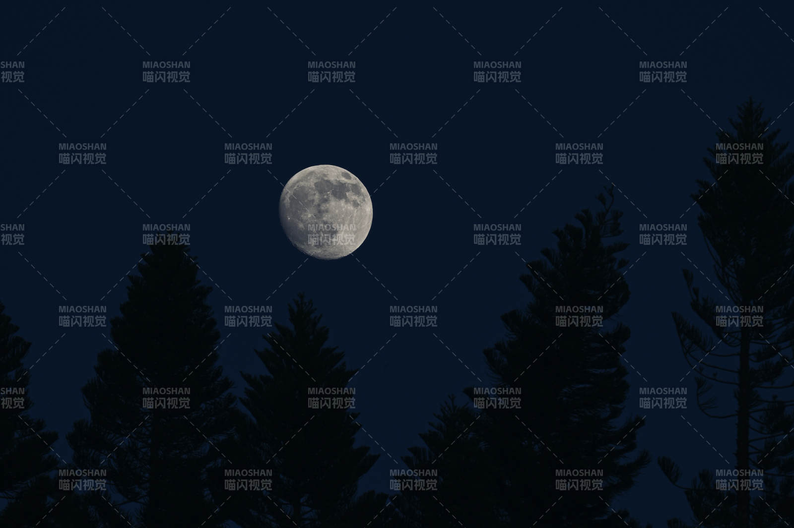 月夜松影