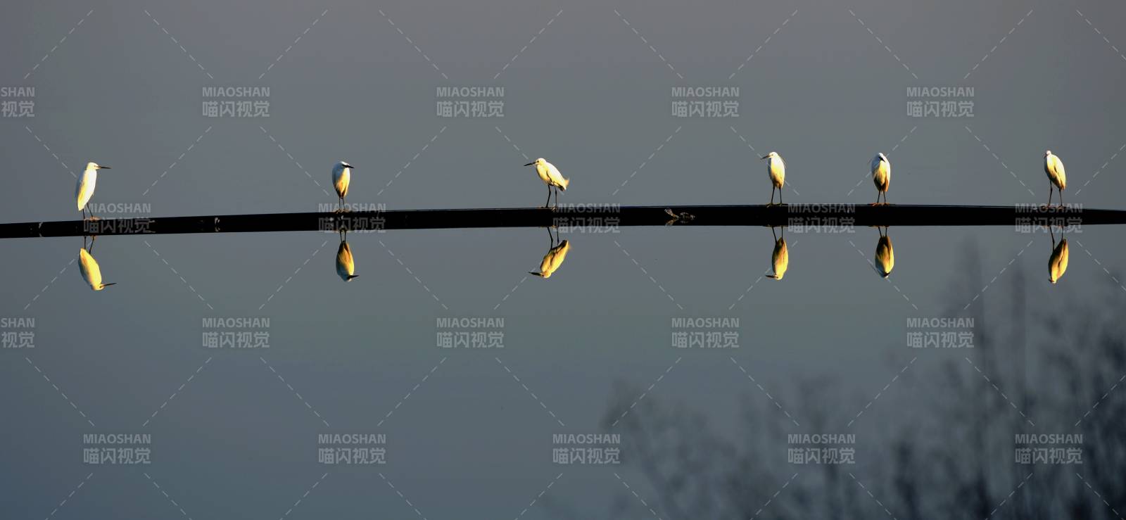 白鷺棲枝倒影成行