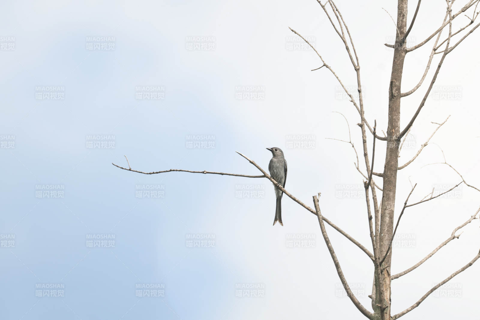 灰鳥棲枝頭