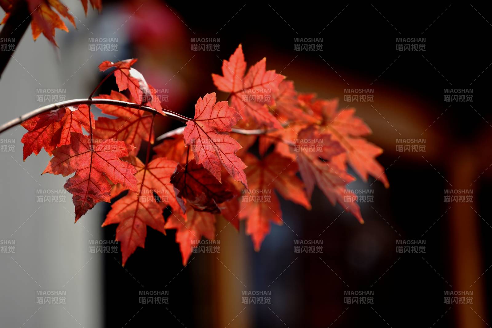 秋葉紅艷枝頭
