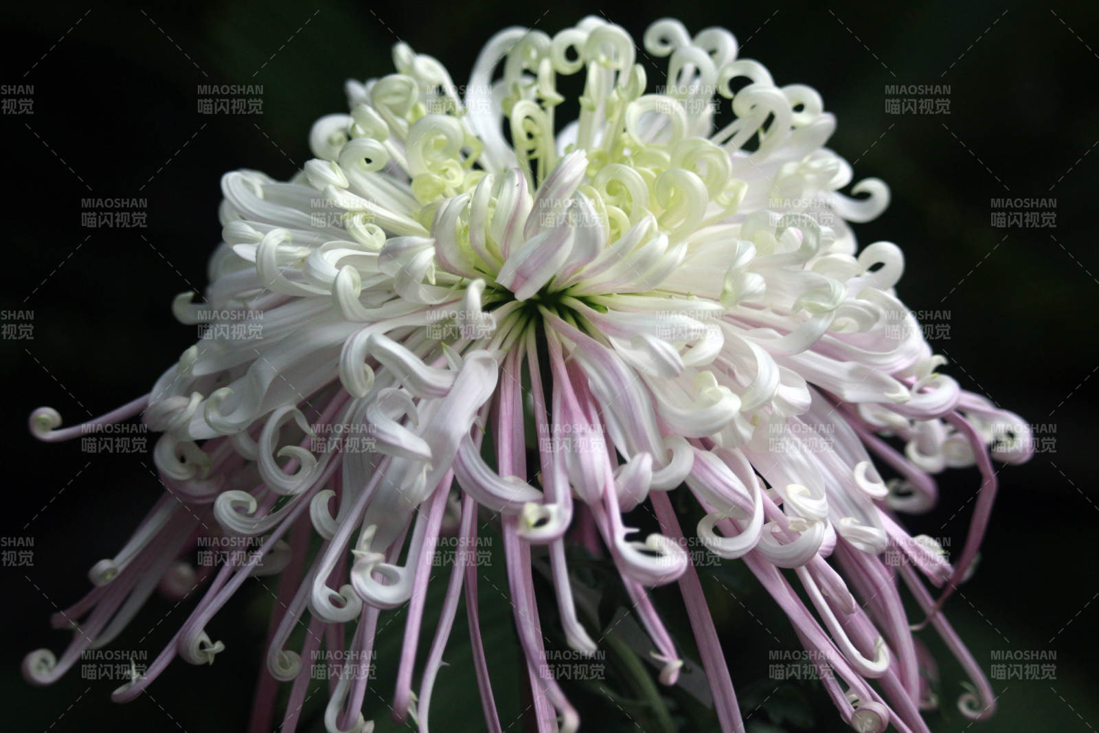 菊花綻放 優(yōu)雅迷人