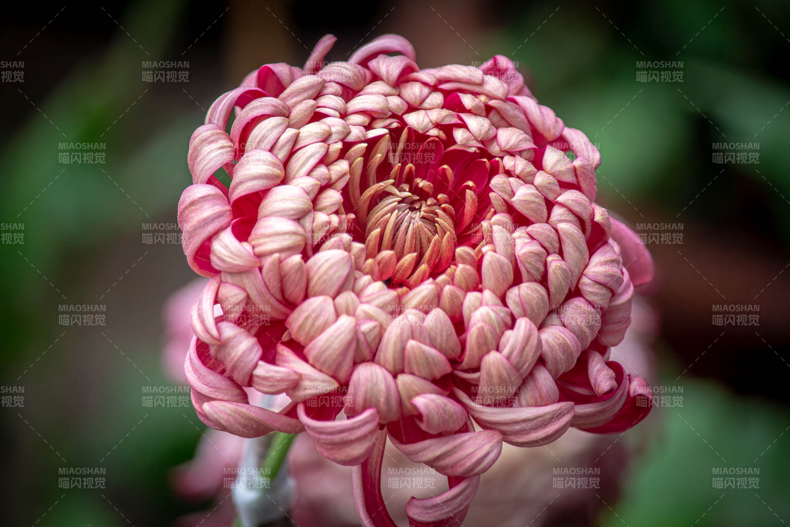 粉菊綻放