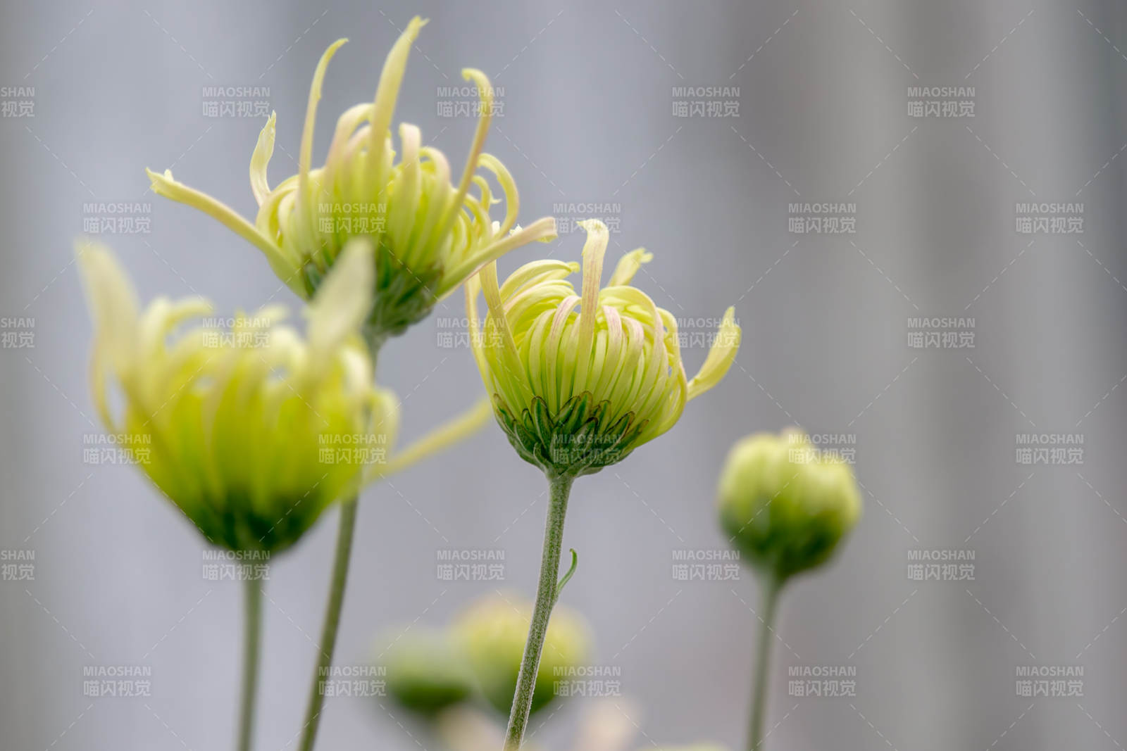 淡黃菊花綻放