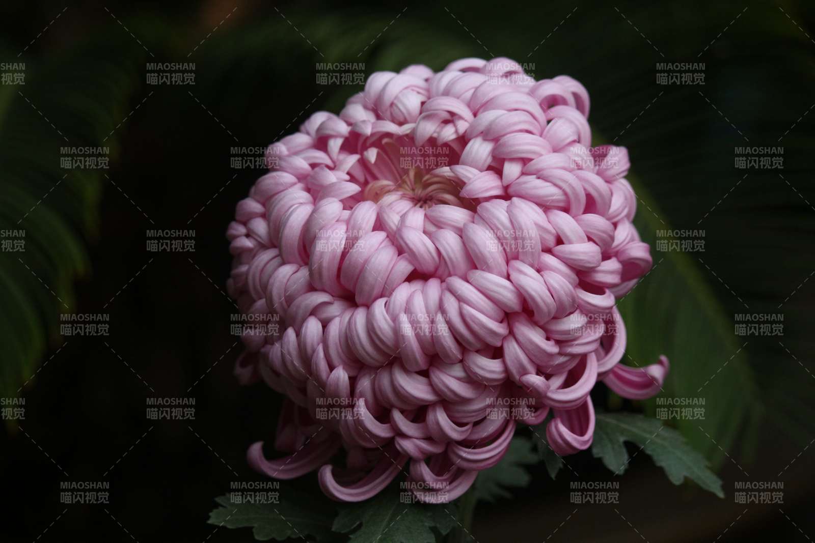 粉菊綻放