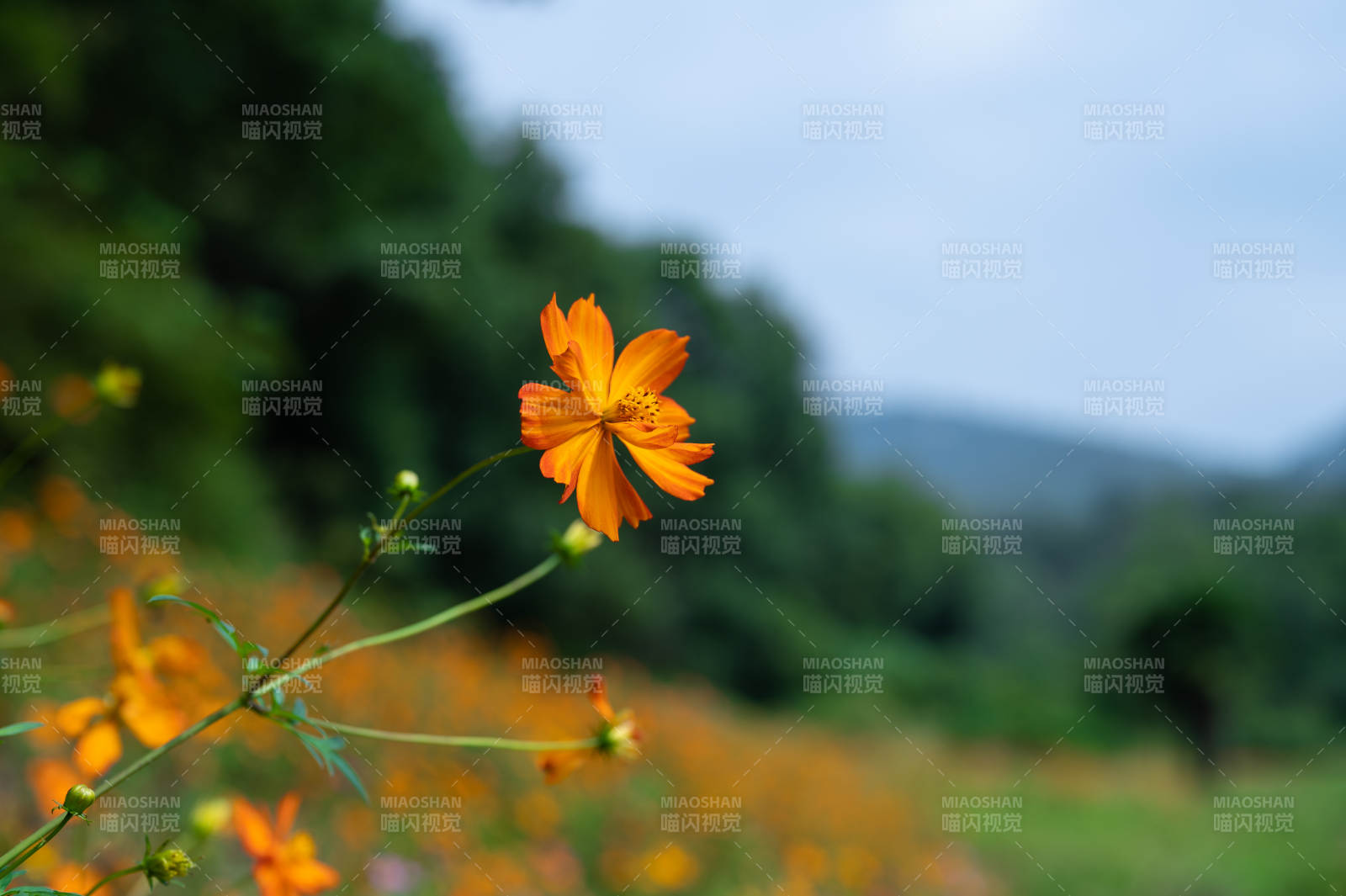 橙花綻放山野間