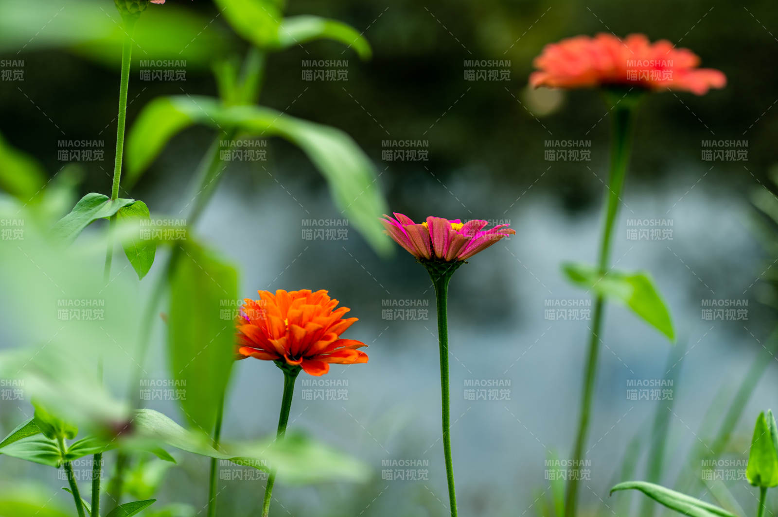 花影婆娑