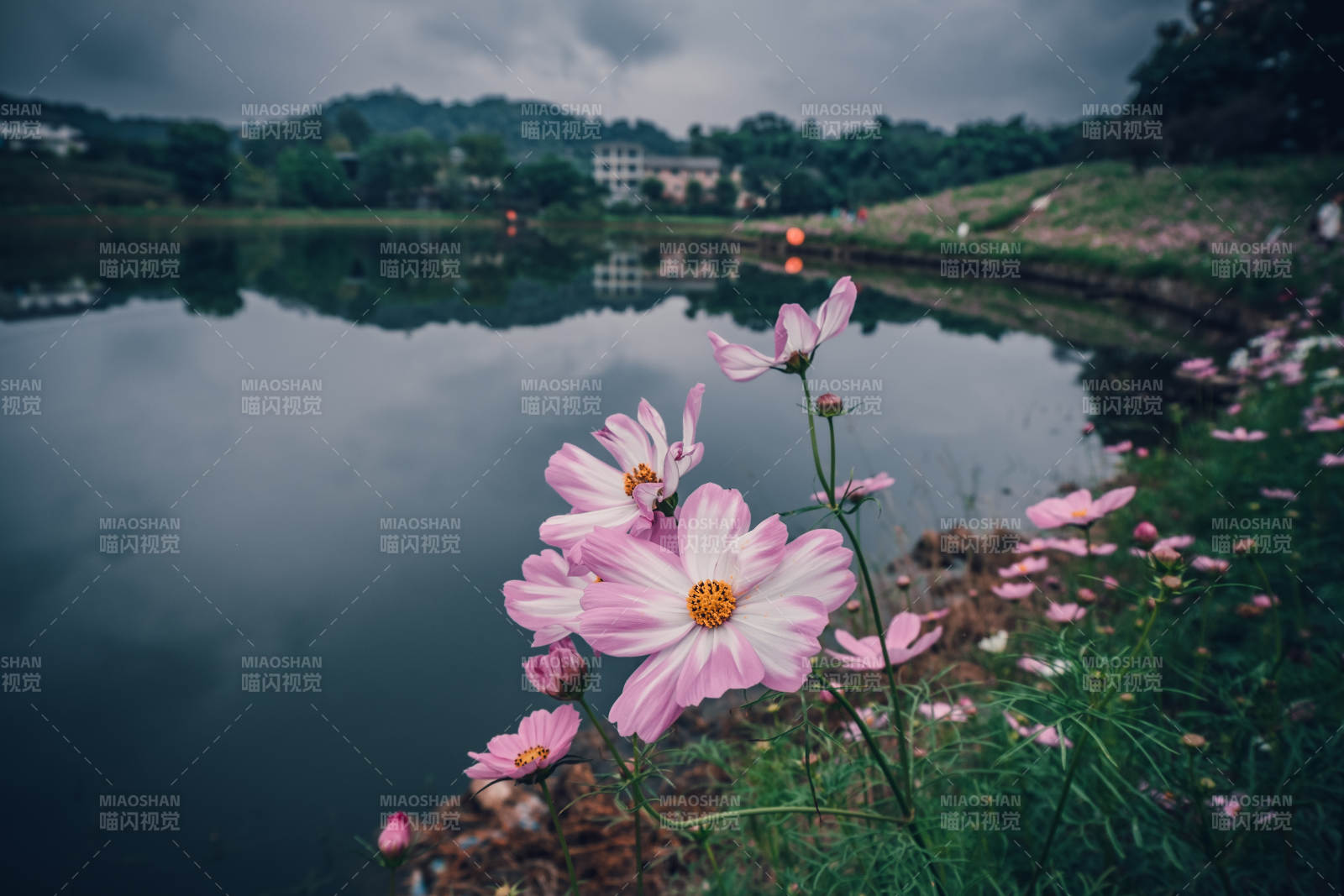 湖畔格桑花花影