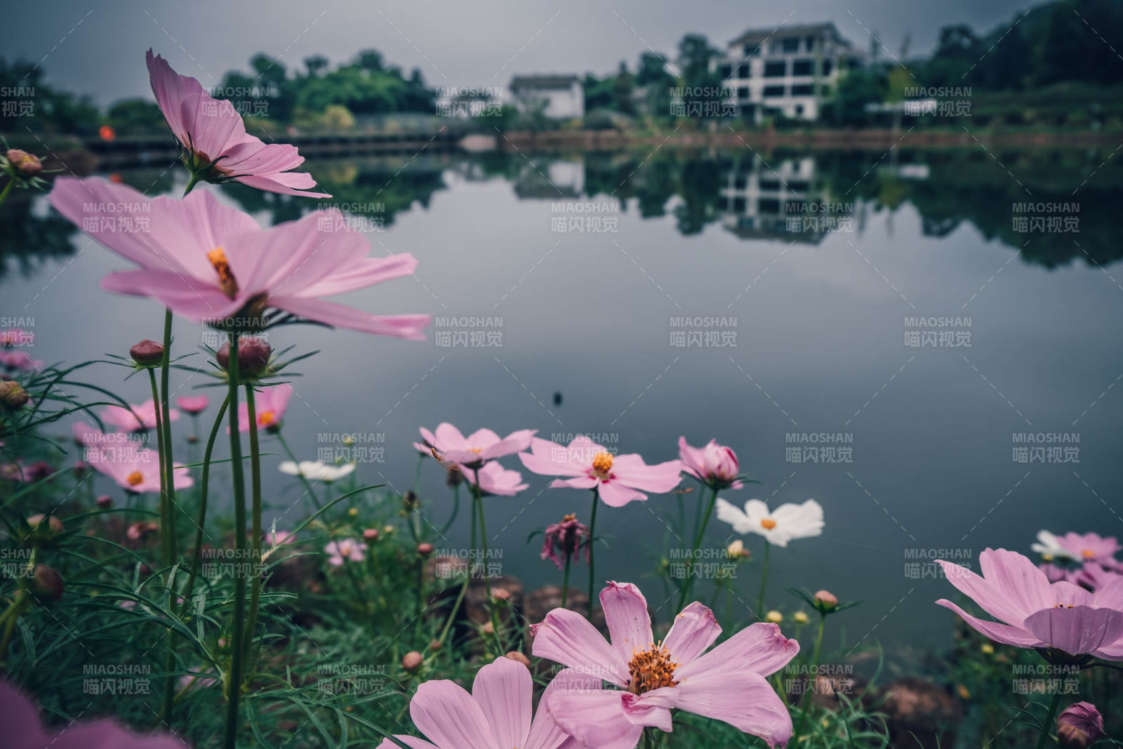 湖畔格桑花映景