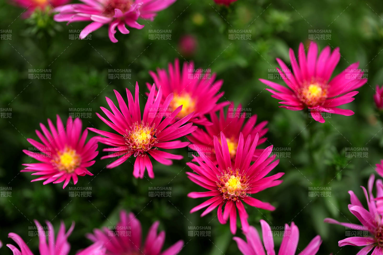 粉紅菊花綻放