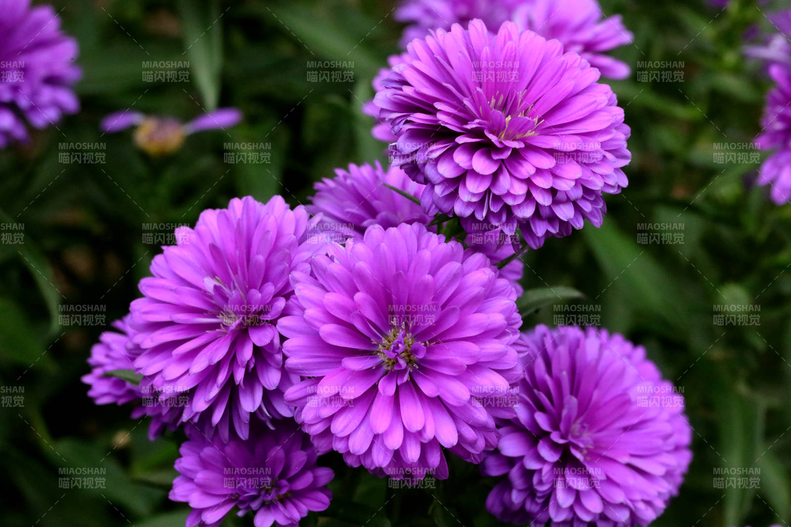 紫色菊花綻放
