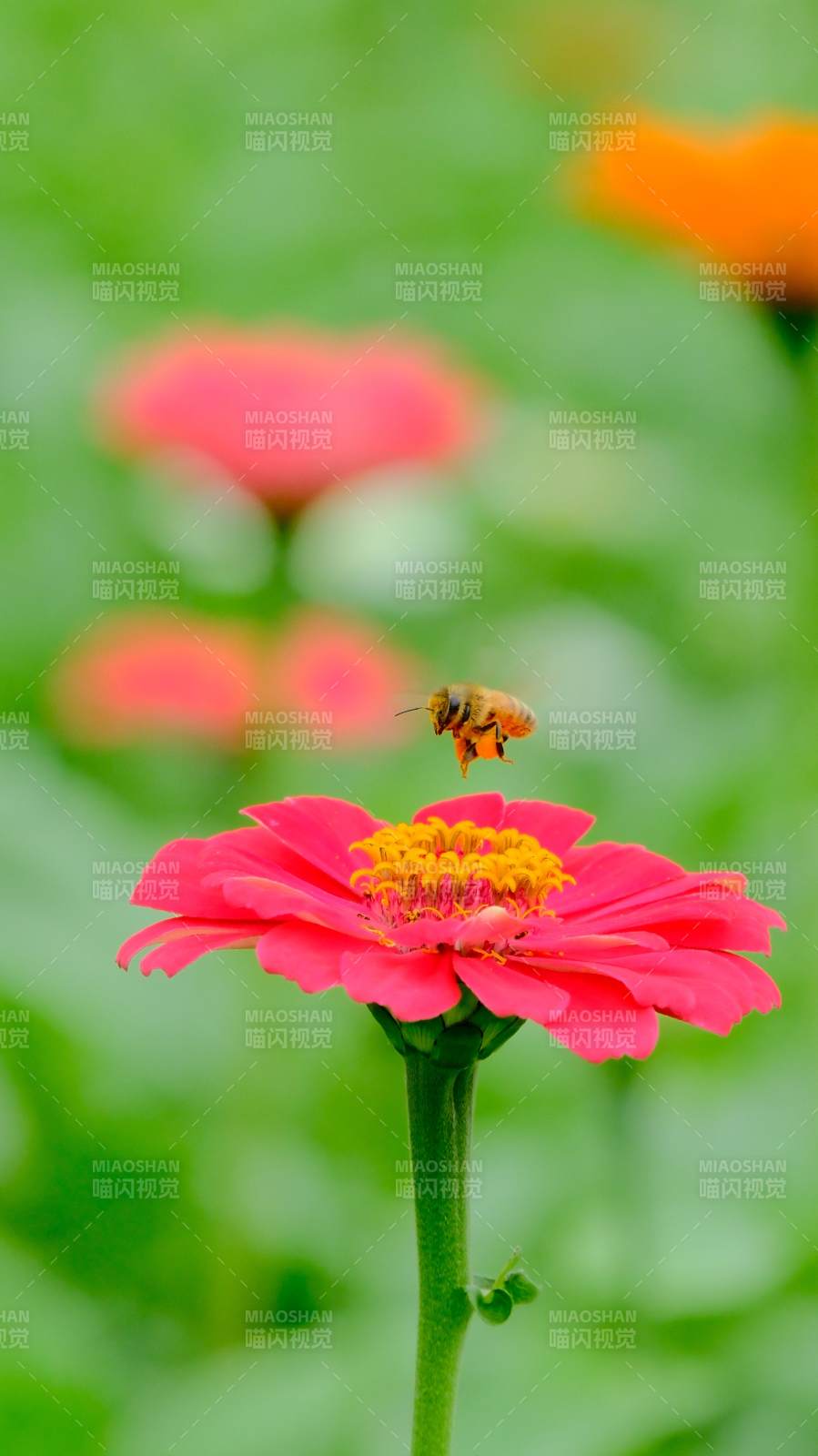 蜂采花蜜