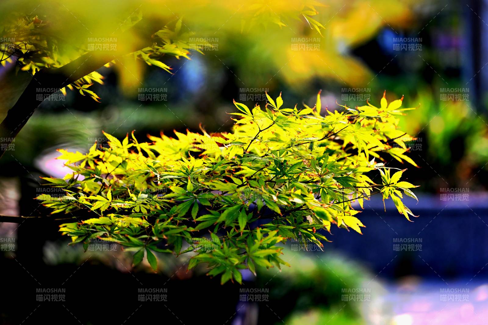 秋葉初黃 光影斑駁