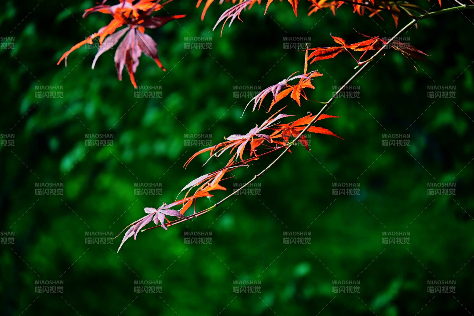 紅葉映綠意