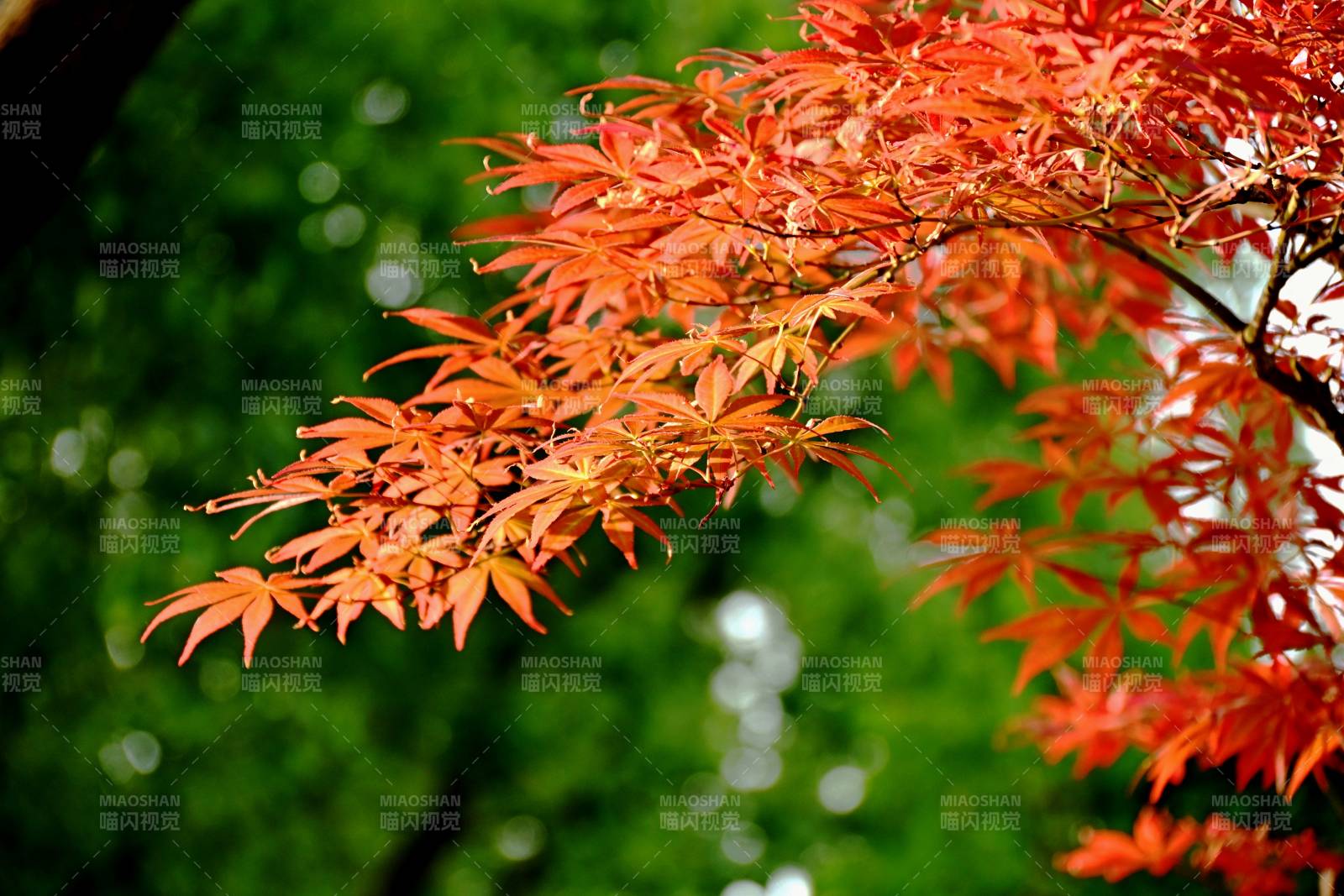 紅楓葉映綠意
