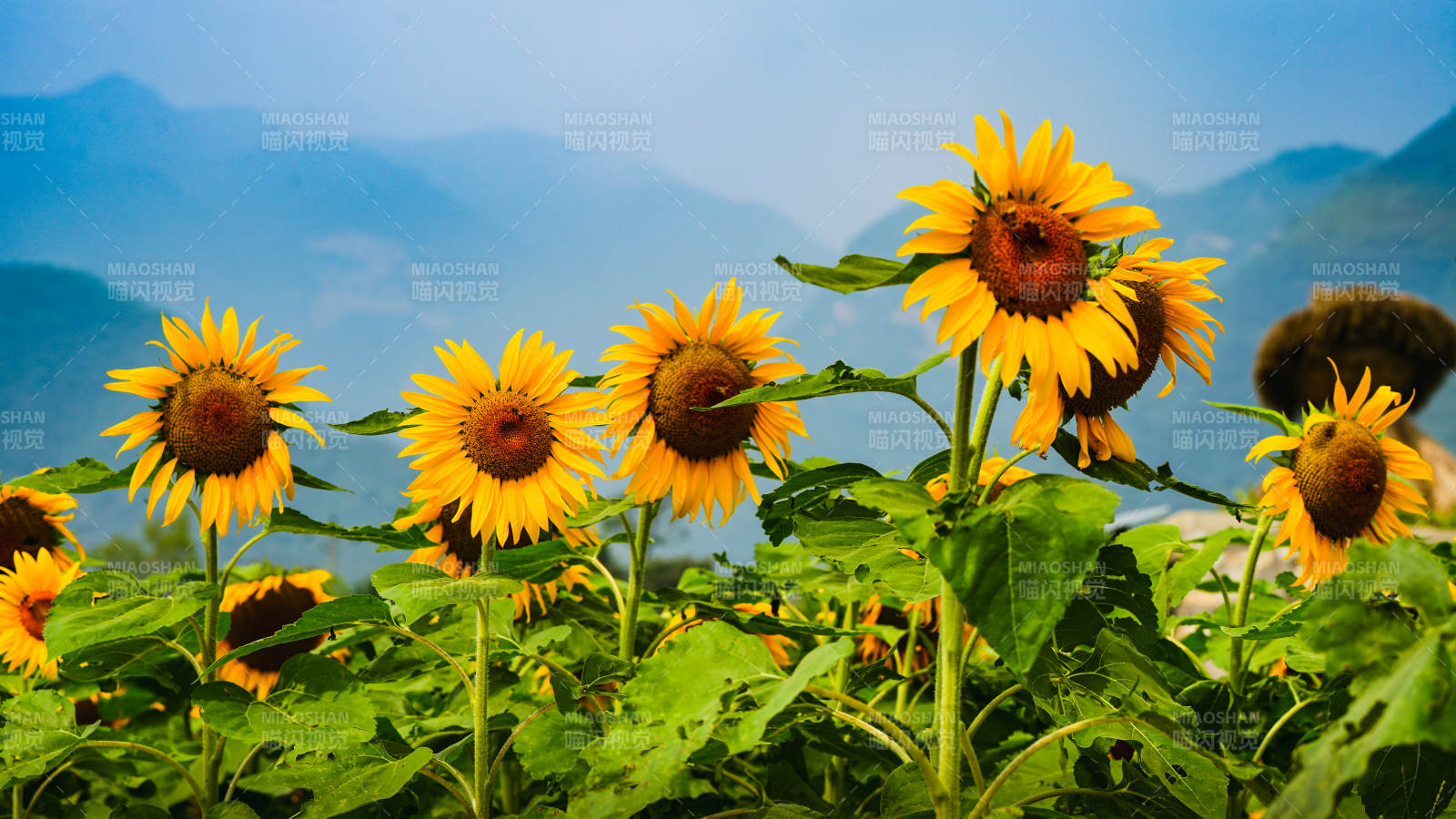向日葵與遠(yuǎn)山