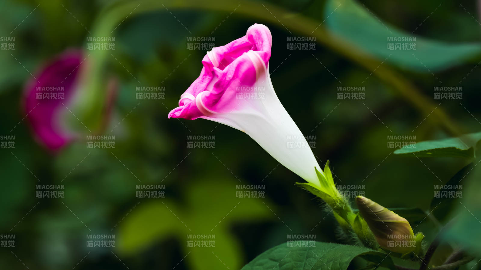 粉白牽牛花綻放