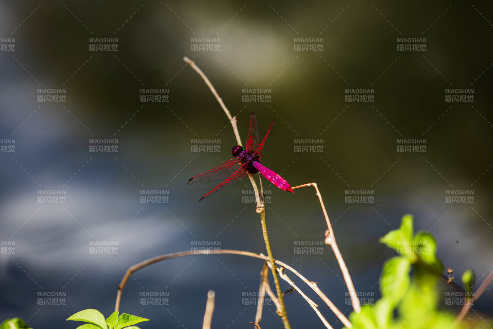 紫紅蜻蜓棲枝頭