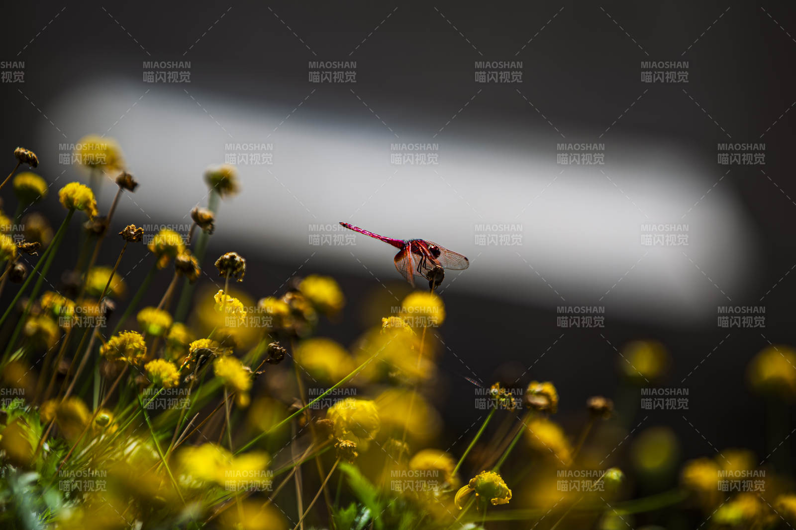 蜻蜓飛舞花叢中