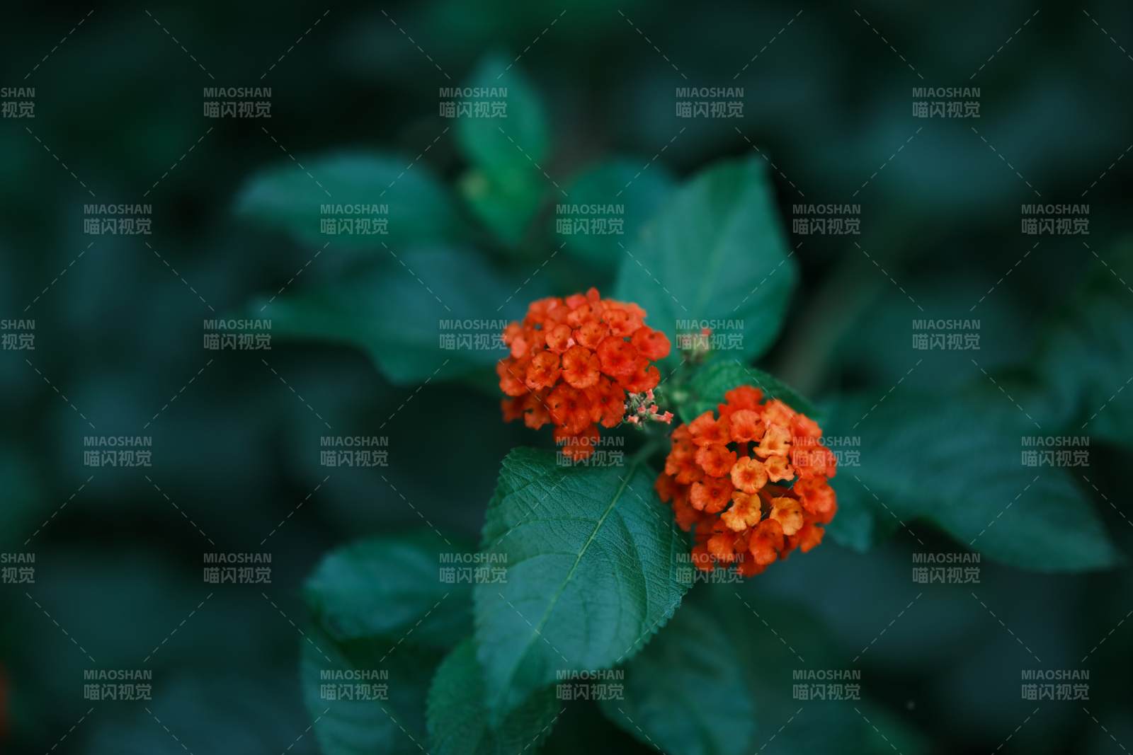 橙花綠葉相映成趣