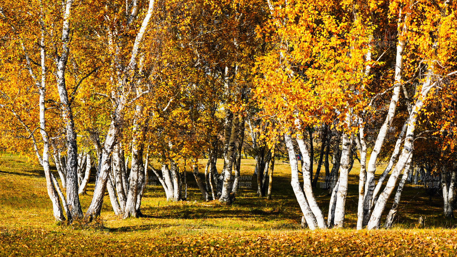 烏蘭布統秋日白樺林