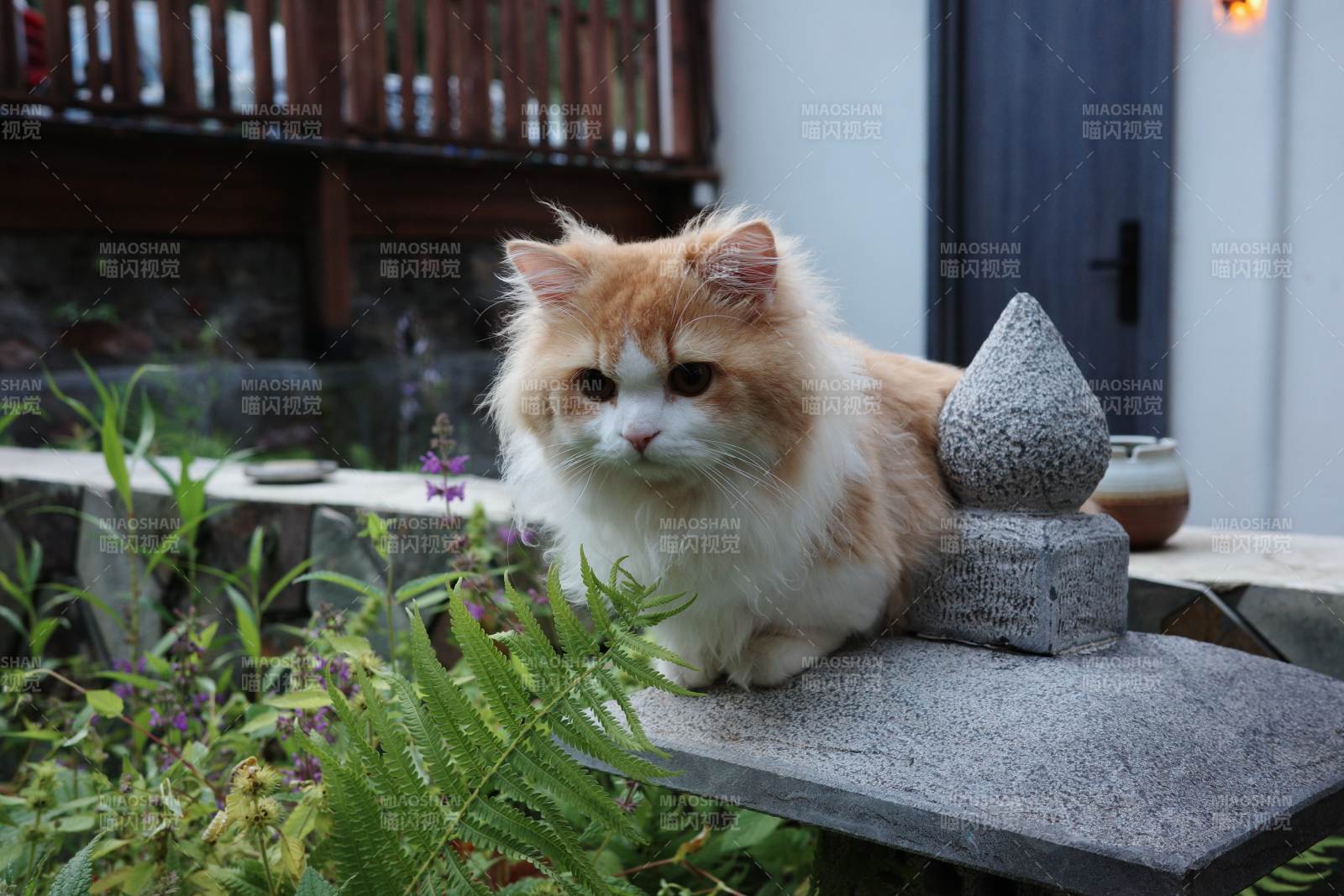 貓咪靜坐庭院石臺