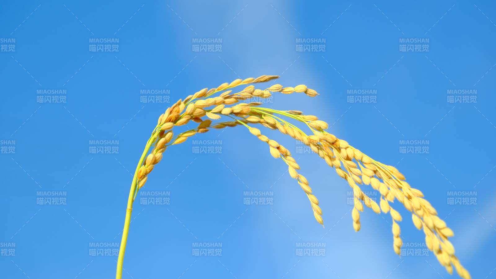 稻穗迎風(fēng)舞