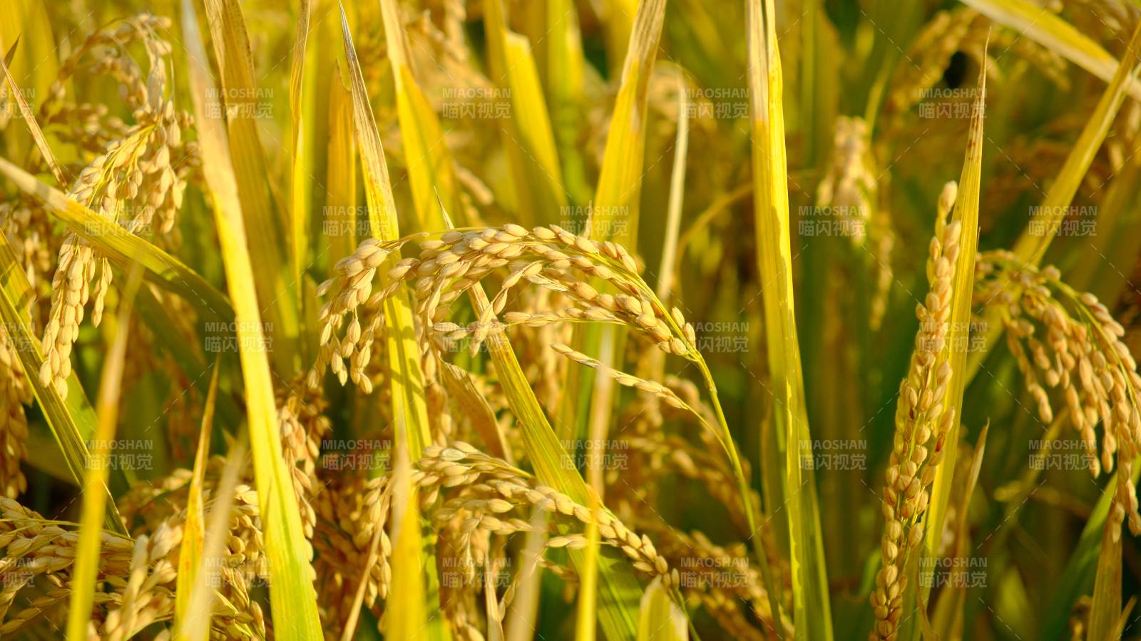 金秋稻田豐收景