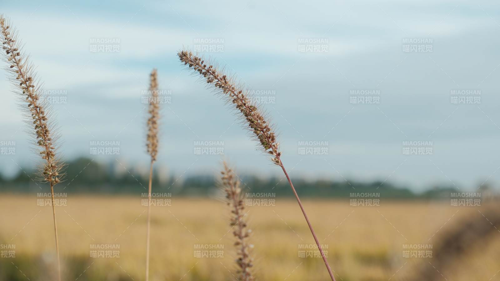 狗尾草隨風舞
