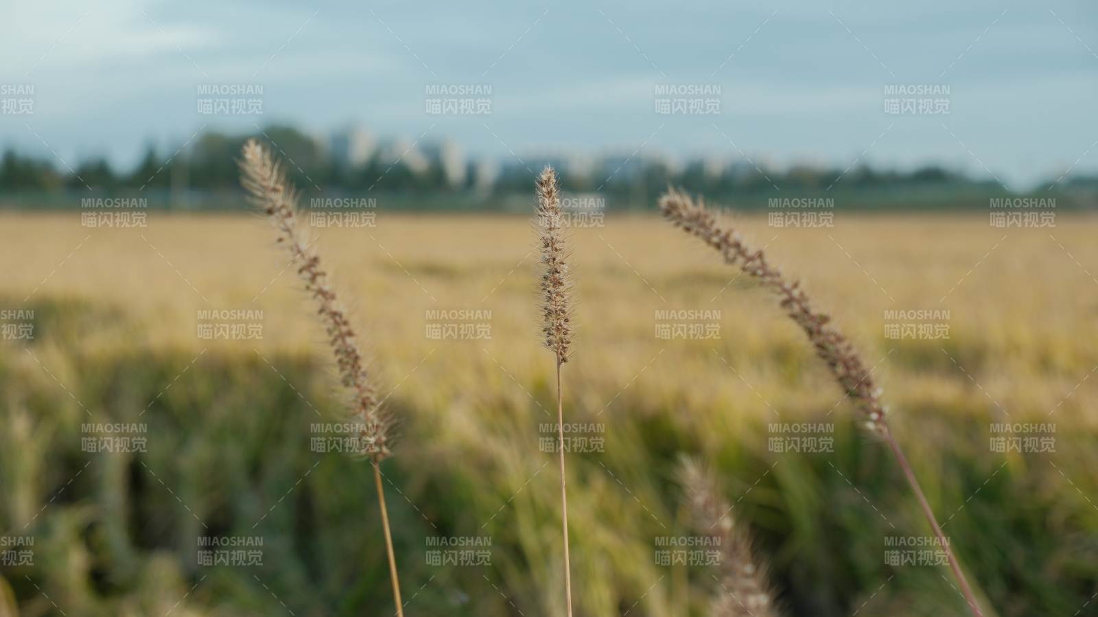 金秋麥田靜景