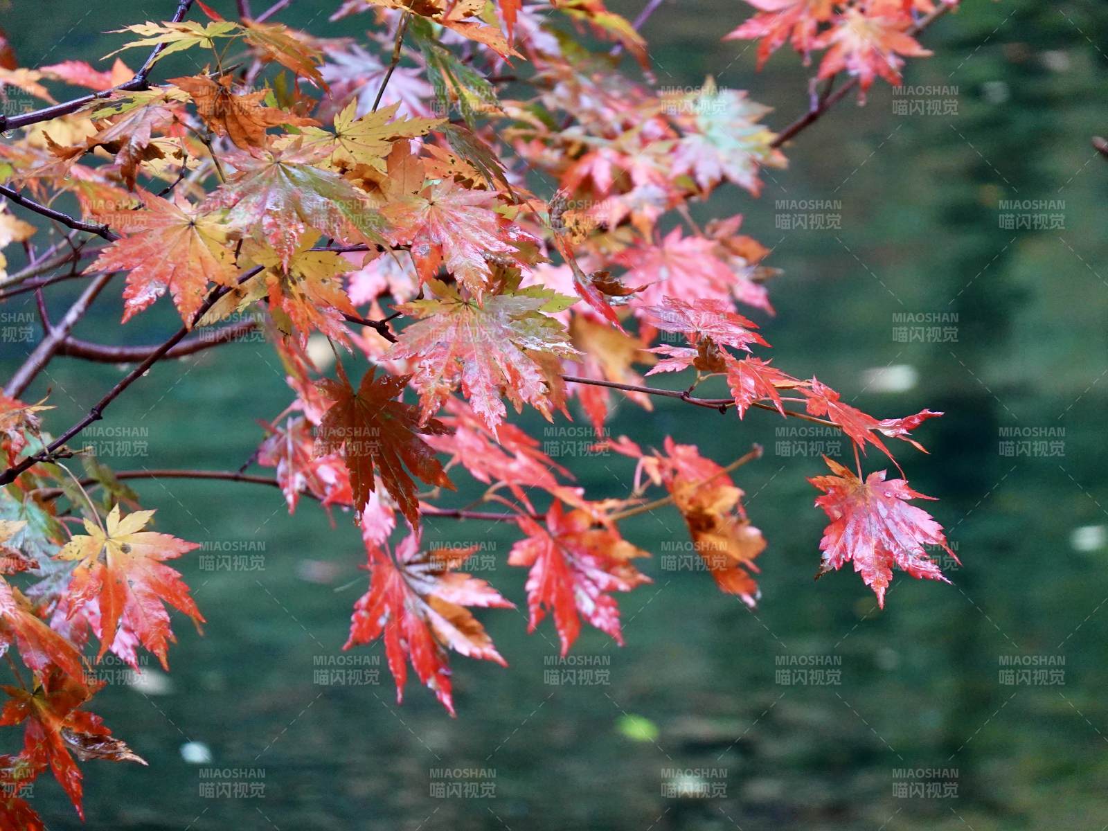 秋楓映水