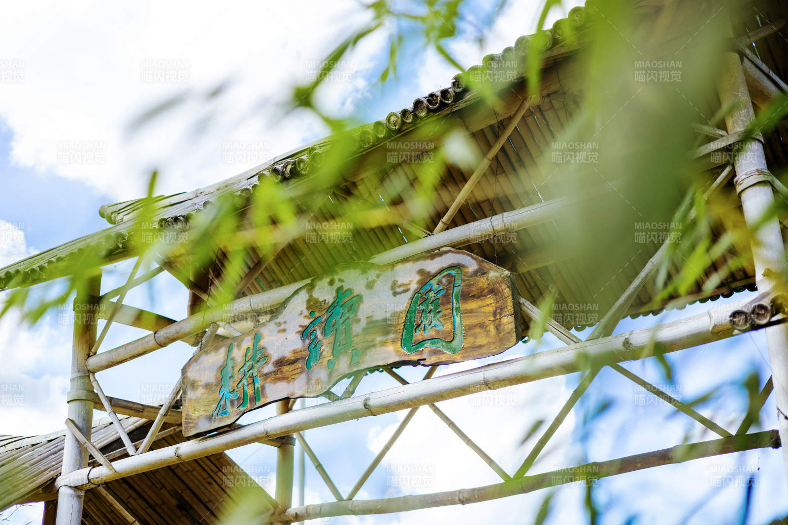 綠意盎然的竹園