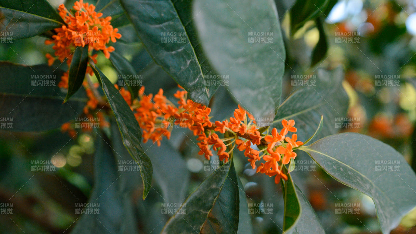 桂花綠葉相映美