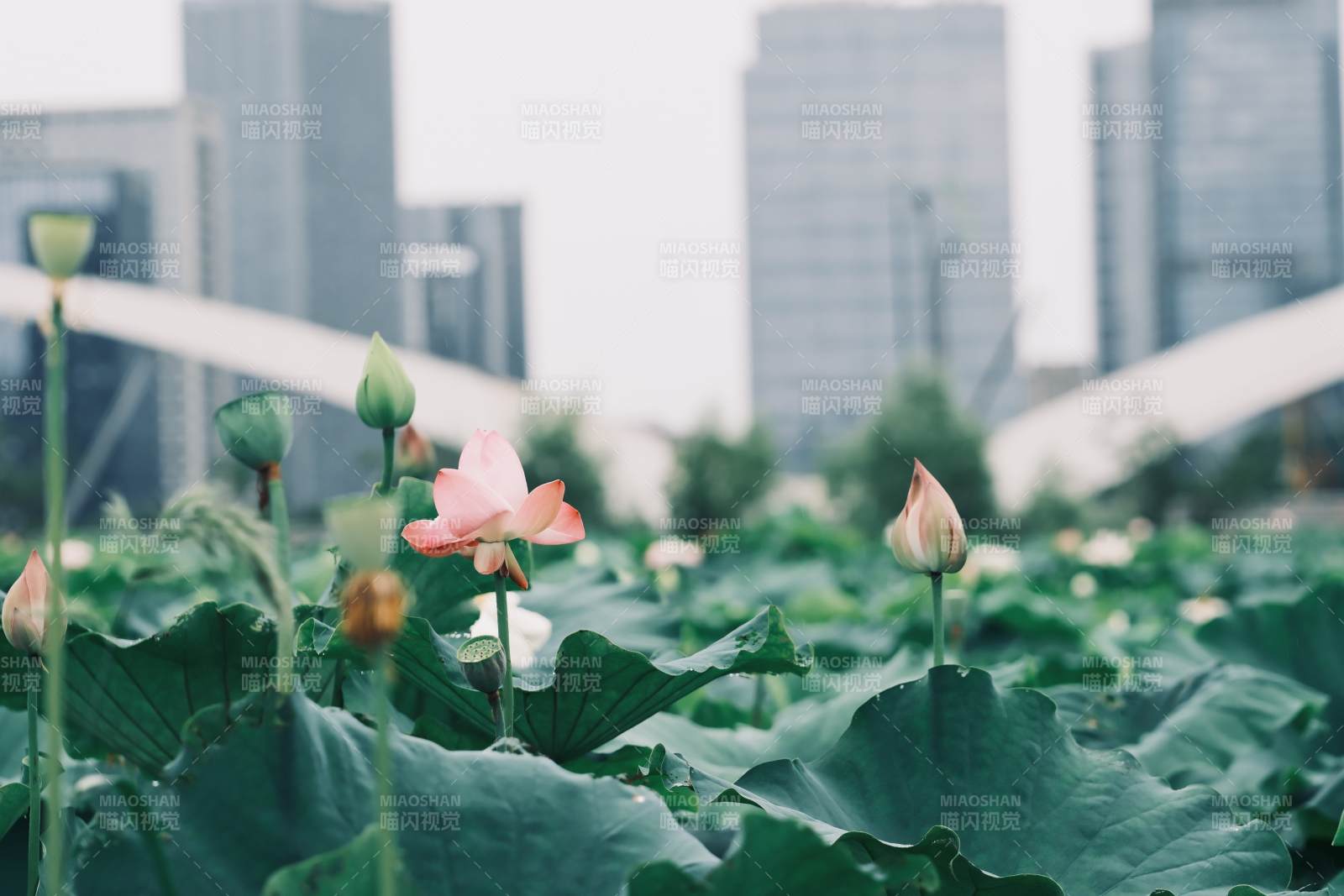 城市中的荷花盛開