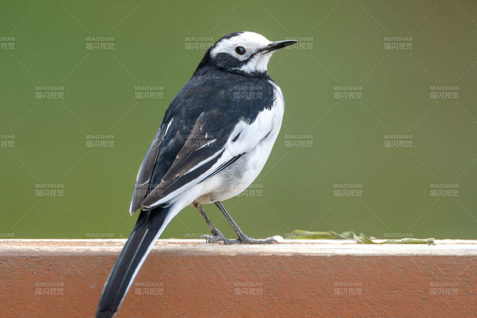 白鹡鸰棲息木欄