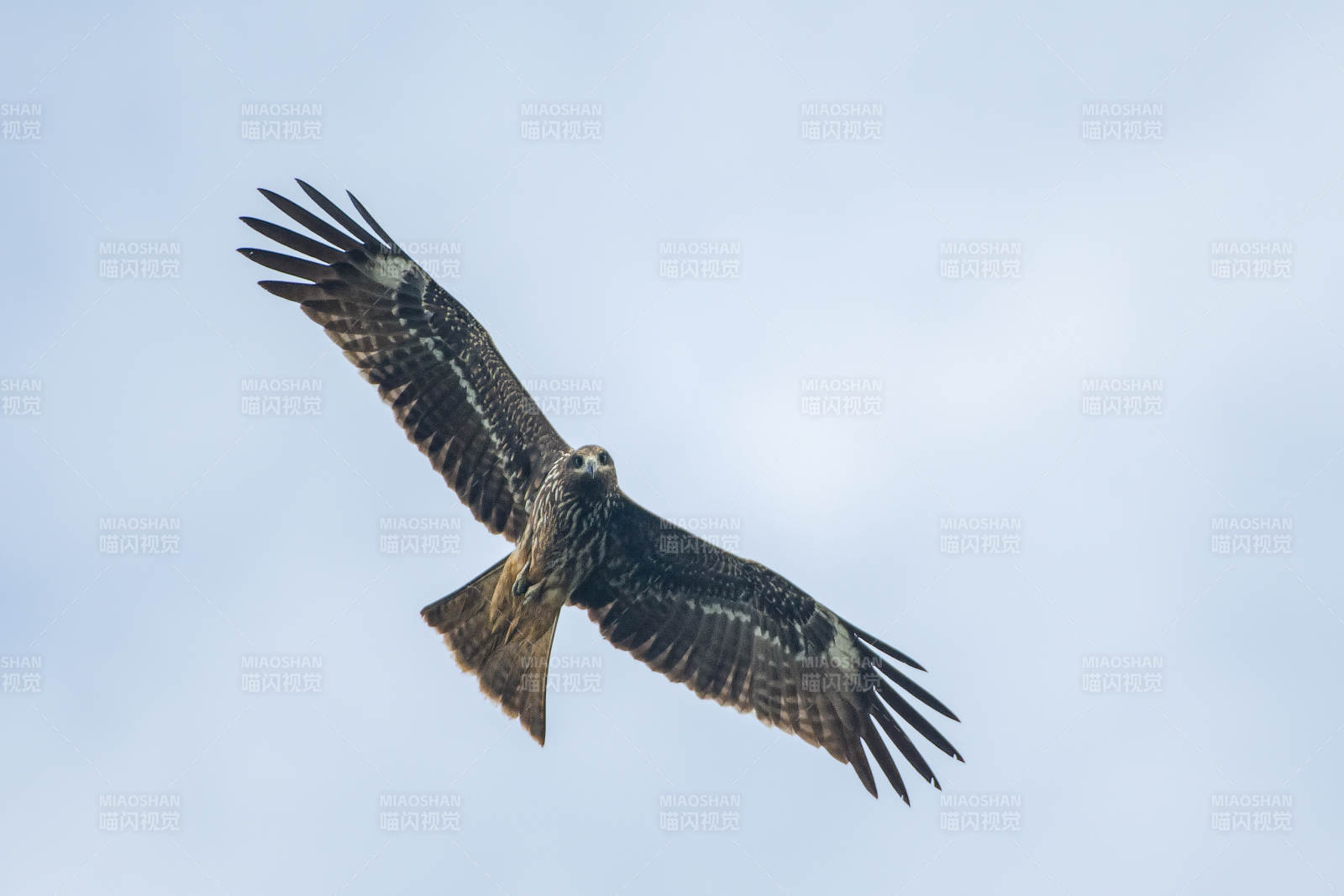 翱翔的猛禽