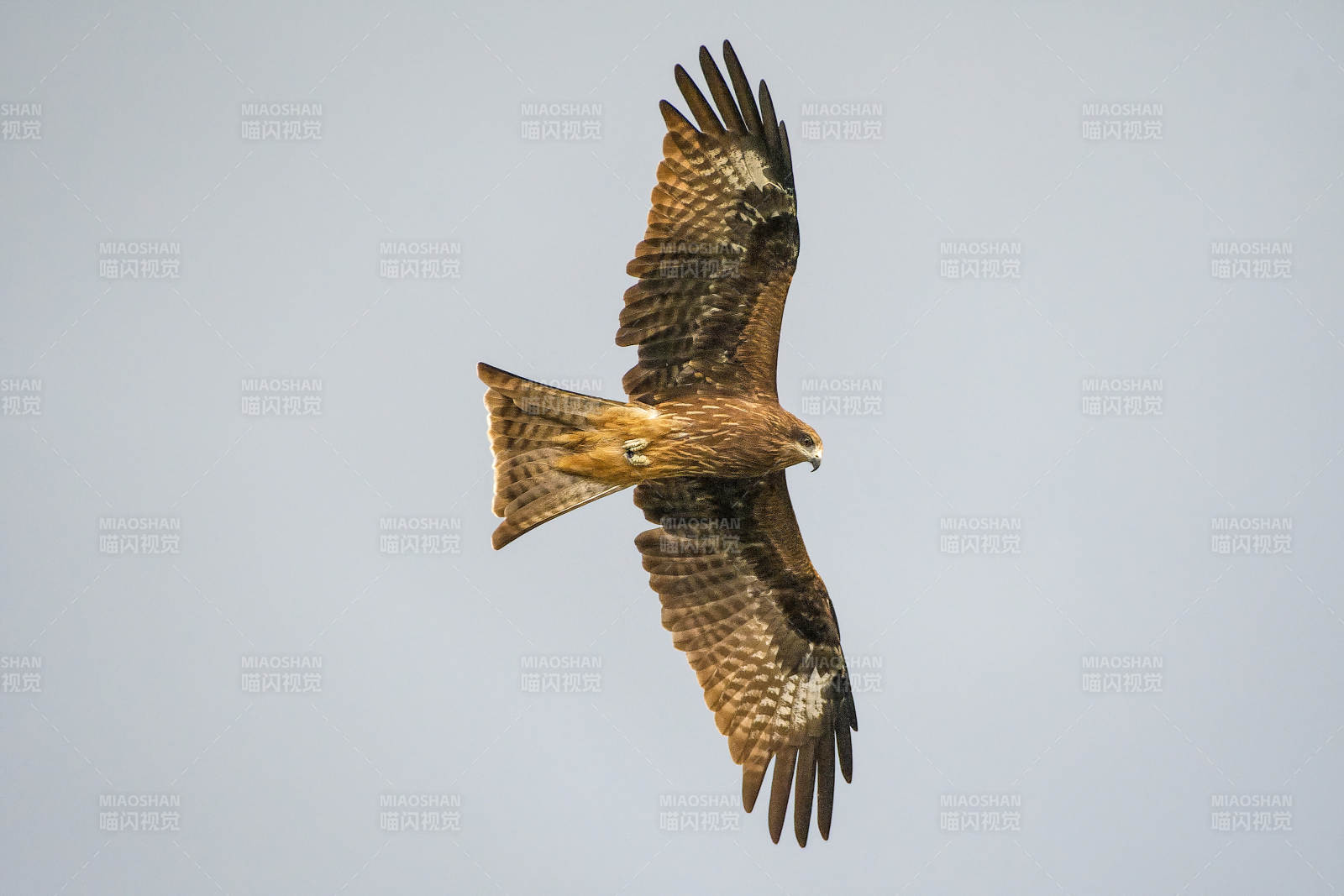 翱翔的猛禽