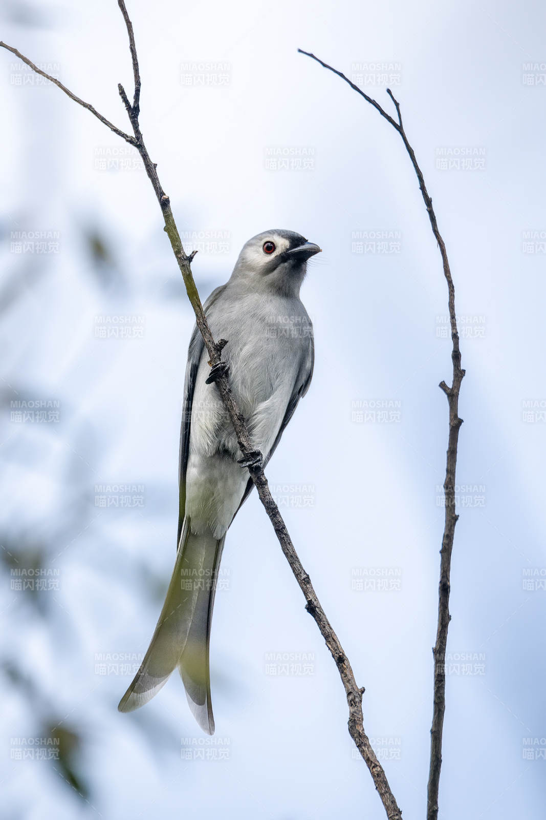 灰卷尾灰鳥棲枝 靜觀天際