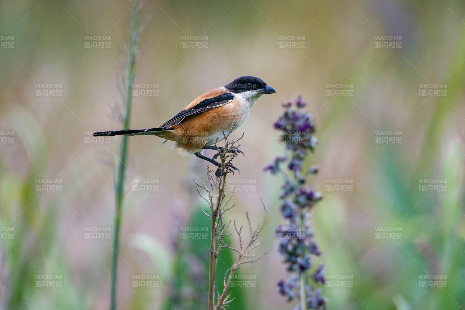棕背伯勞棲息花叢