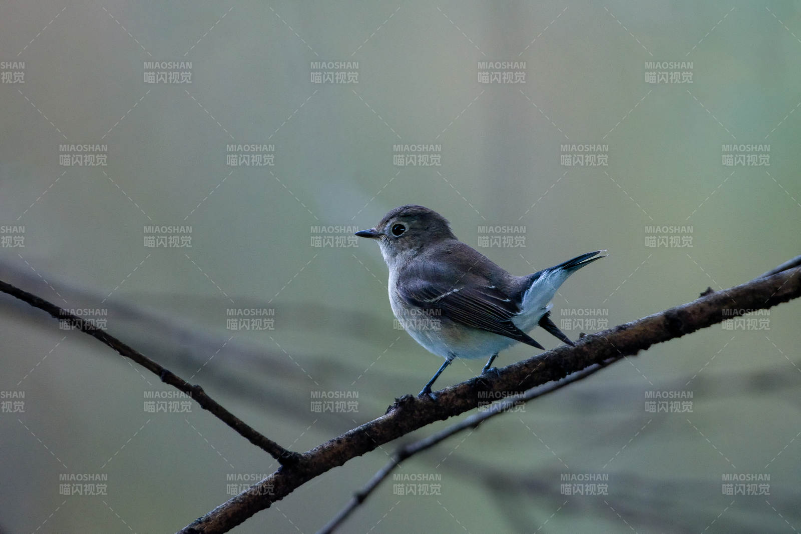 紅喉姬鹟棲息枝頭