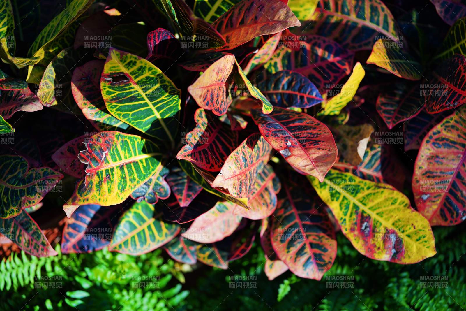 彩葉植物特寫(xiě)