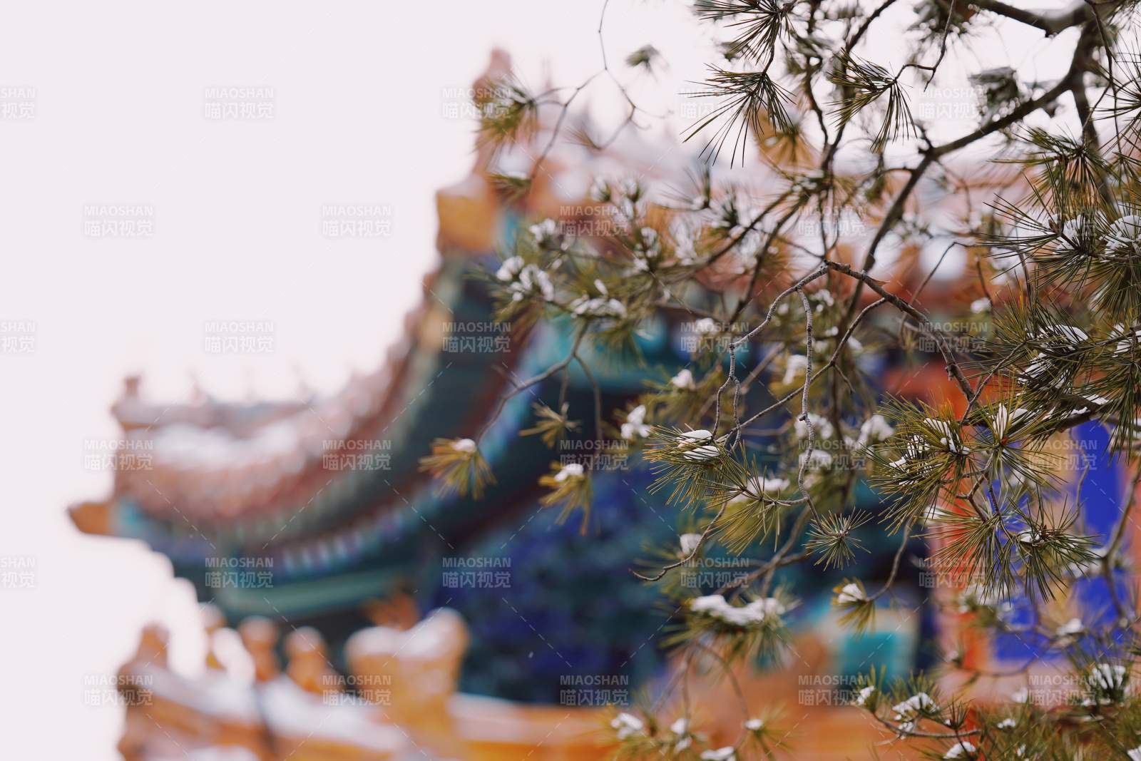 故宮古建筑與松枝