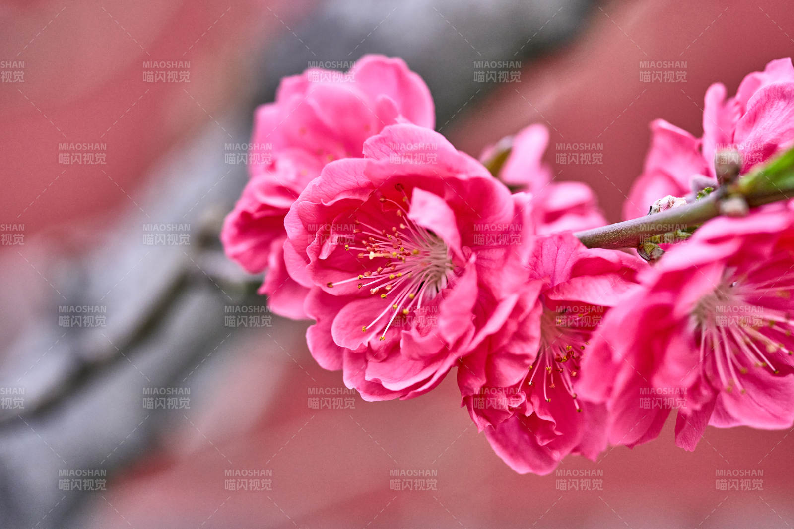 粉紅桃花綻放枝頭