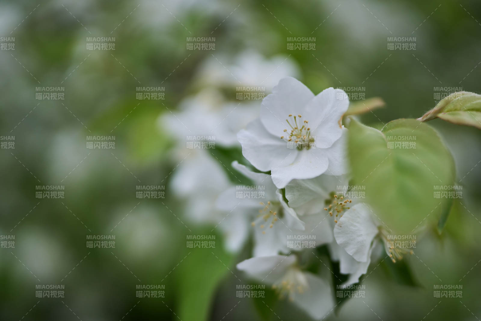北京櫻花綻放枝頭