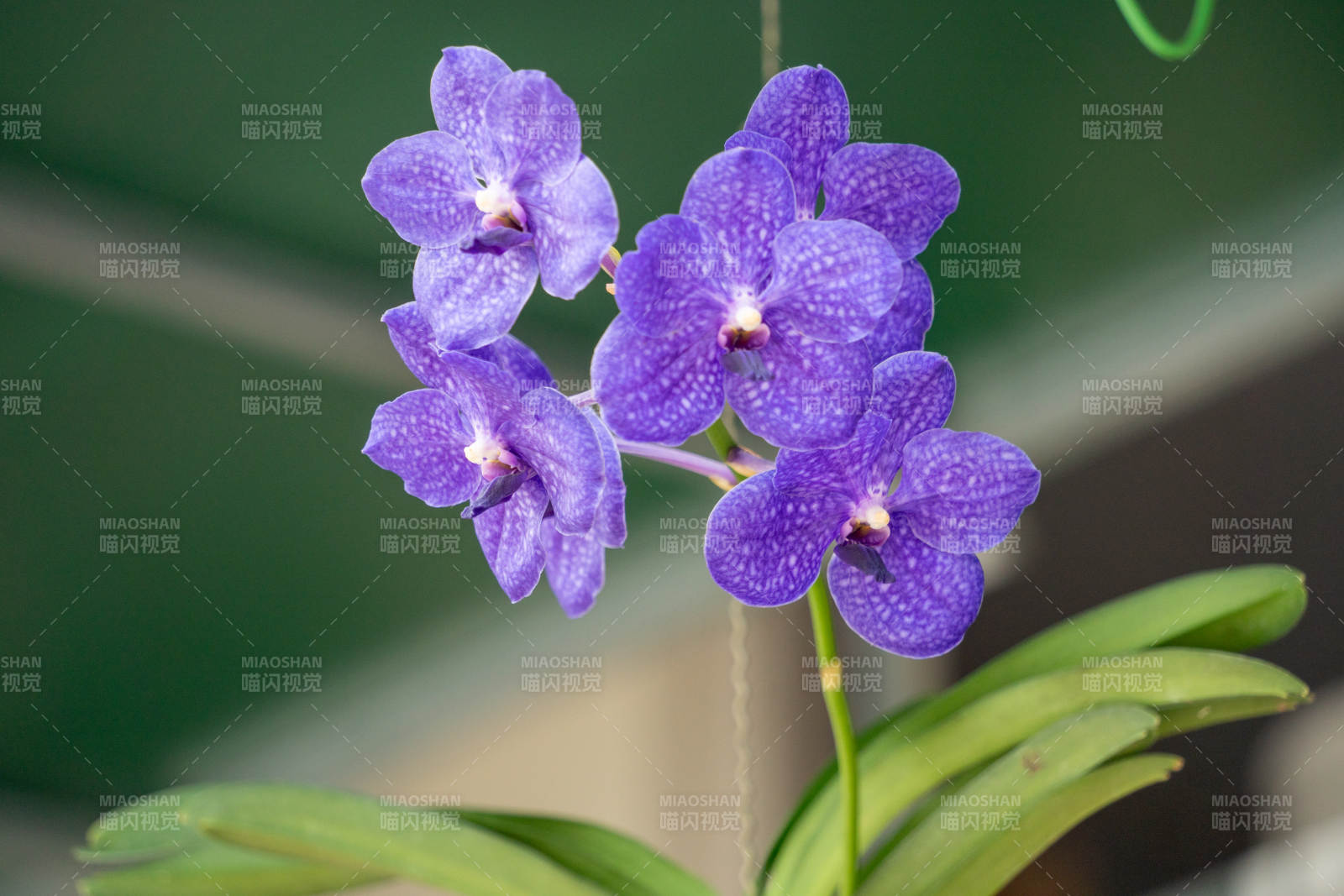 蝴蝶蘭花綻放