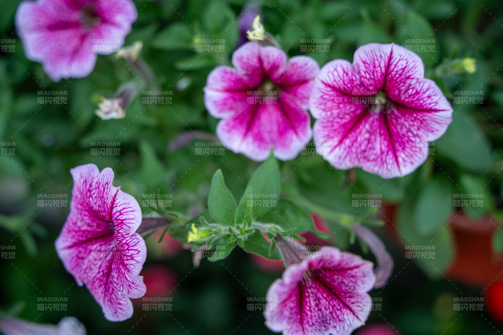 碧冬茄花